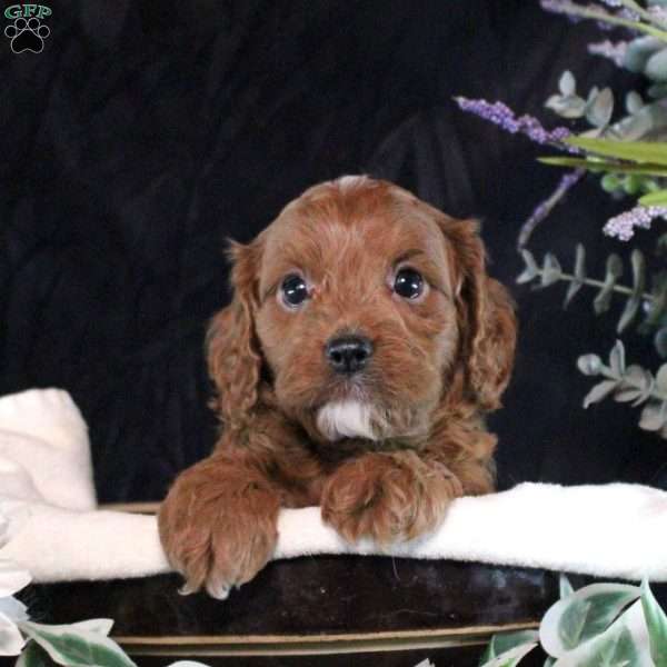 Selena, Cavapoo Puppy