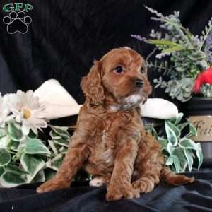 Selena, Cavapoo Puppy