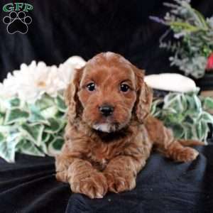 Selena, Cavapoo Puppy