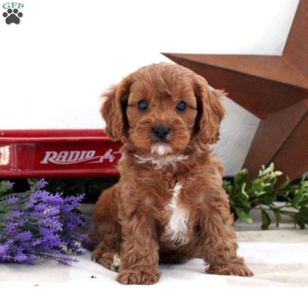 Seth, Cavapoo Puppy