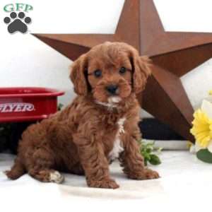 Seth, Cavapoo Puppy