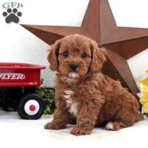 Seth, Cavapoo Puppy