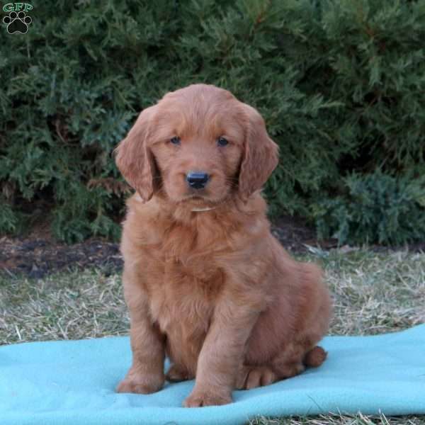 Shadow, Goldendoodle Puppy