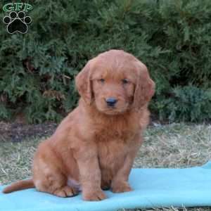 Shadow, Goldendoodle Puppy