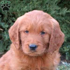 Shadow, Goldendoodle Puppy