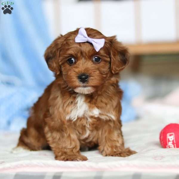 Shelby, Yorkie Poo Puppy