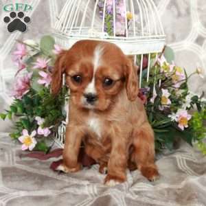 Shelby, Cavalier King Charles Spaniel Puppy