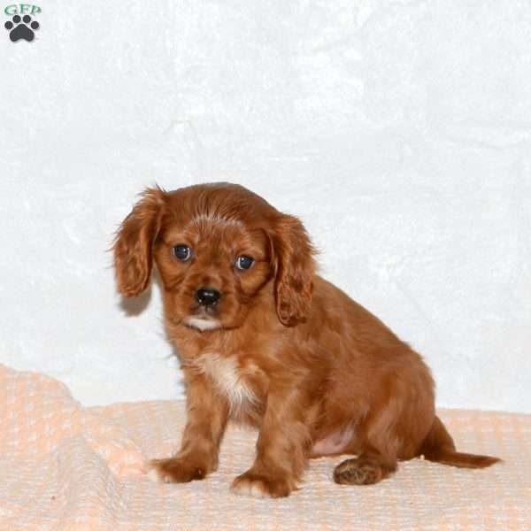 Sheldon, Cavalier King Charles Spaniel Puppy