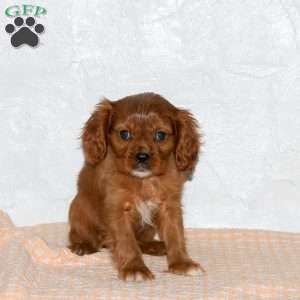 Sheldon, Cavalier King Charles Spaniel Puppy