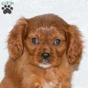 Sheldon, Cavalier King Charles Spaniel Puppy