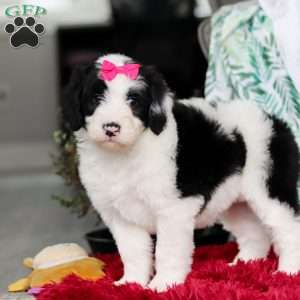 Shiloh, Sheepadoodle Puppy