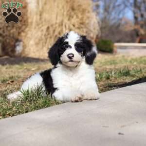 Shiloh, Sheepadoodle Puppy