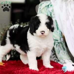 Shiloh, Sheepadoodle Puppy