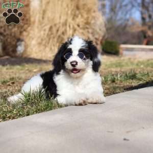 Shiloh, Sheepadoodle Puppy