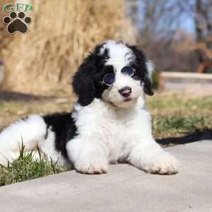 Shiloh, Sheepadoodle Puppy