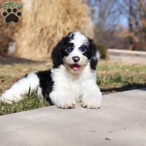 Shiloh, Sheepadoodle Puppy