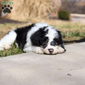 Shiloh, Sheepadoodle Puppy