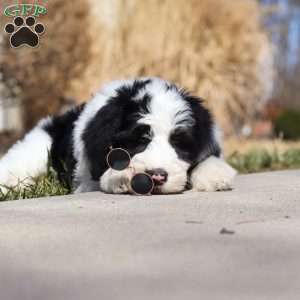 Shiloh, Sheepadoodle Puppy