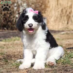 Shiloh, Sheepadoodle Puppy