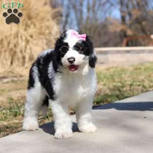 Shiloh, Sheepadoodle Puppy