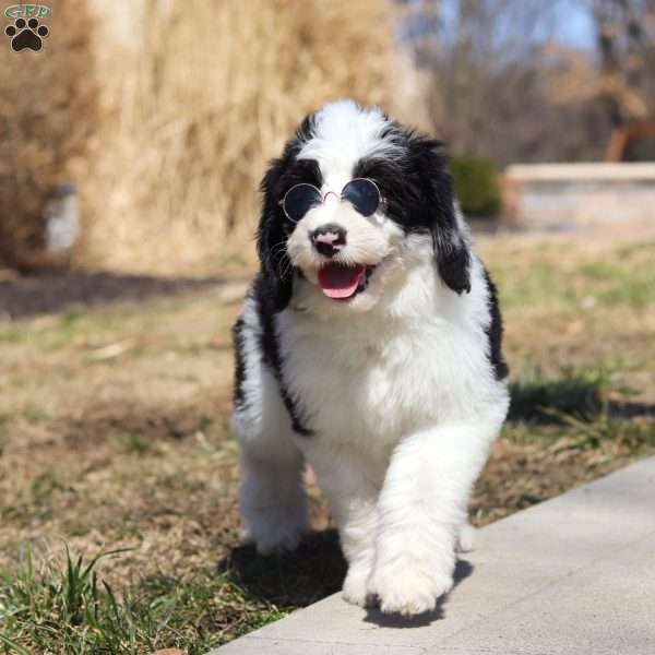 Shiloh, Sheepadoodle Puppy