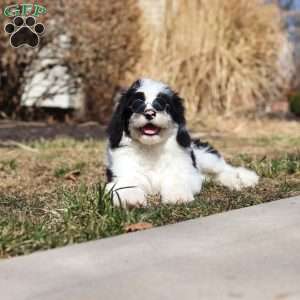 Shiloh, Sheepadoodle Puppy