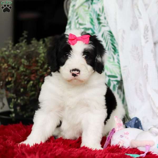 Shiloh, Sheepadoodle Puppy