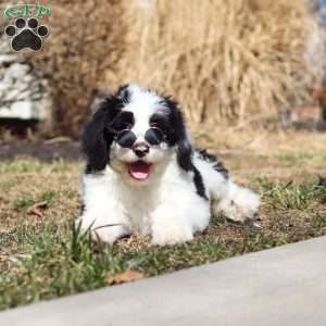 Shiloh, Sheepadoodle Puppy