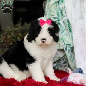 Shiloh, Sheepadoodle Puppy