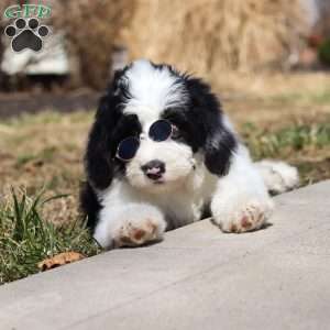 Shiloh, Sheepadoodle Puppy