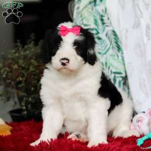 Shiloh, Sheepadoodle Puppy