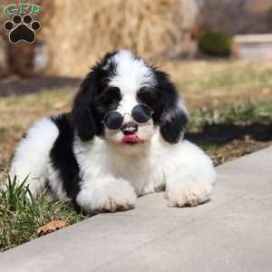 Shiloh, Sheepadoodle Puppy