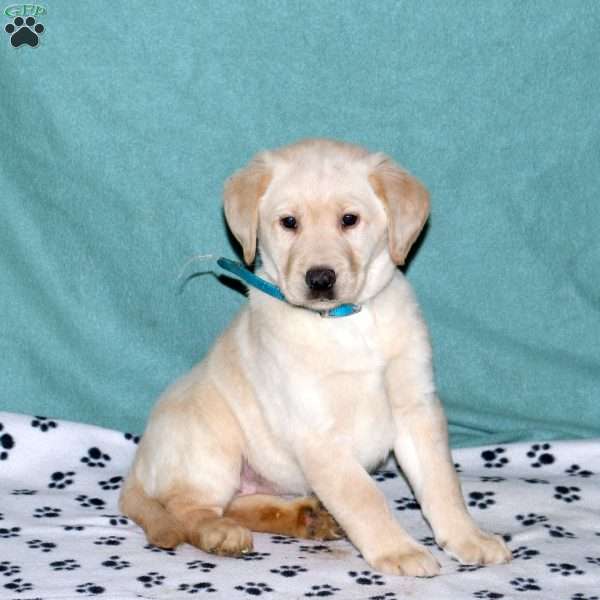 Shiloh, Yellow Labrador Retriever Puppy