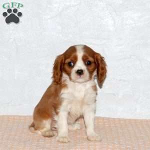 Shiloh, Cavalier King Charles Spaniel Puppy