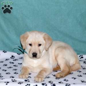 Shiloh, Yellow Labrador Retriever Puppy