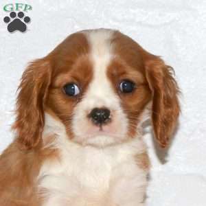 Shiloh, Cavalier King Charles Spaniel Puppy