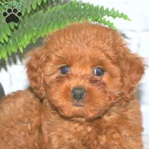 Shiloh, Mini Goldendoodle Puppy