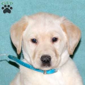 Shiloh, Yellow Labrador Retriever Puppy