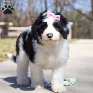 Shiloh, Sheepadoodle Puppy