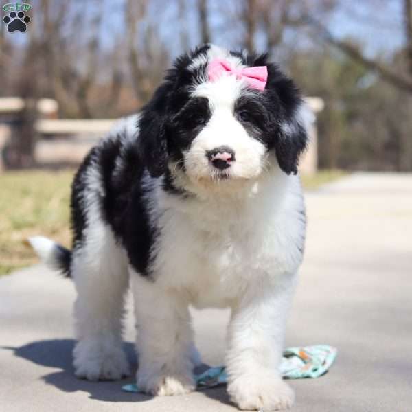 Shiloh, Sheepadoodle Puppy