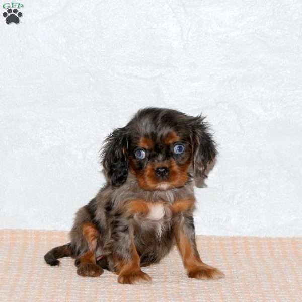 Silas, Cavalier King Charles Spaniel Puppy