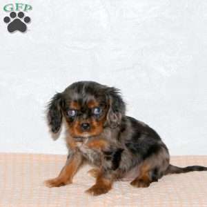 Silas, Cavalier King Charles Spaniel Puppy