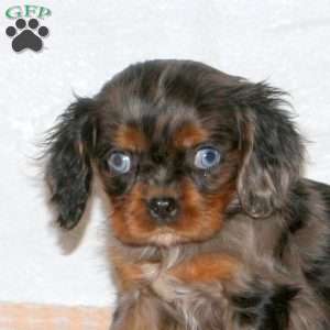 Silas, Cavalier King Charles Spaniel Puppy