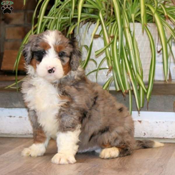 Silas, Mini Bernedoodle Puppy