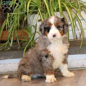 Silas, Mini Bernedoodle Puppy