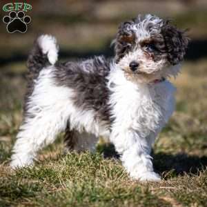 Simba, Cavapoo Puppy