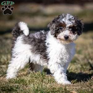 Simba, Cavapoo Puppy