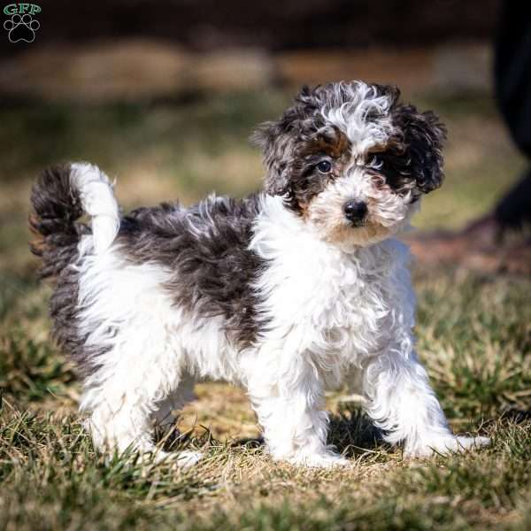 Simba, Cavapoo Puppy