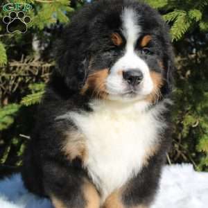 Simba, Bernese Mountain Dog Puppy