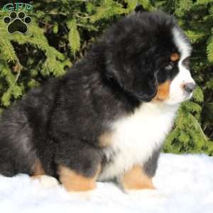 Simba, Bernese Mountain Dog Puppy